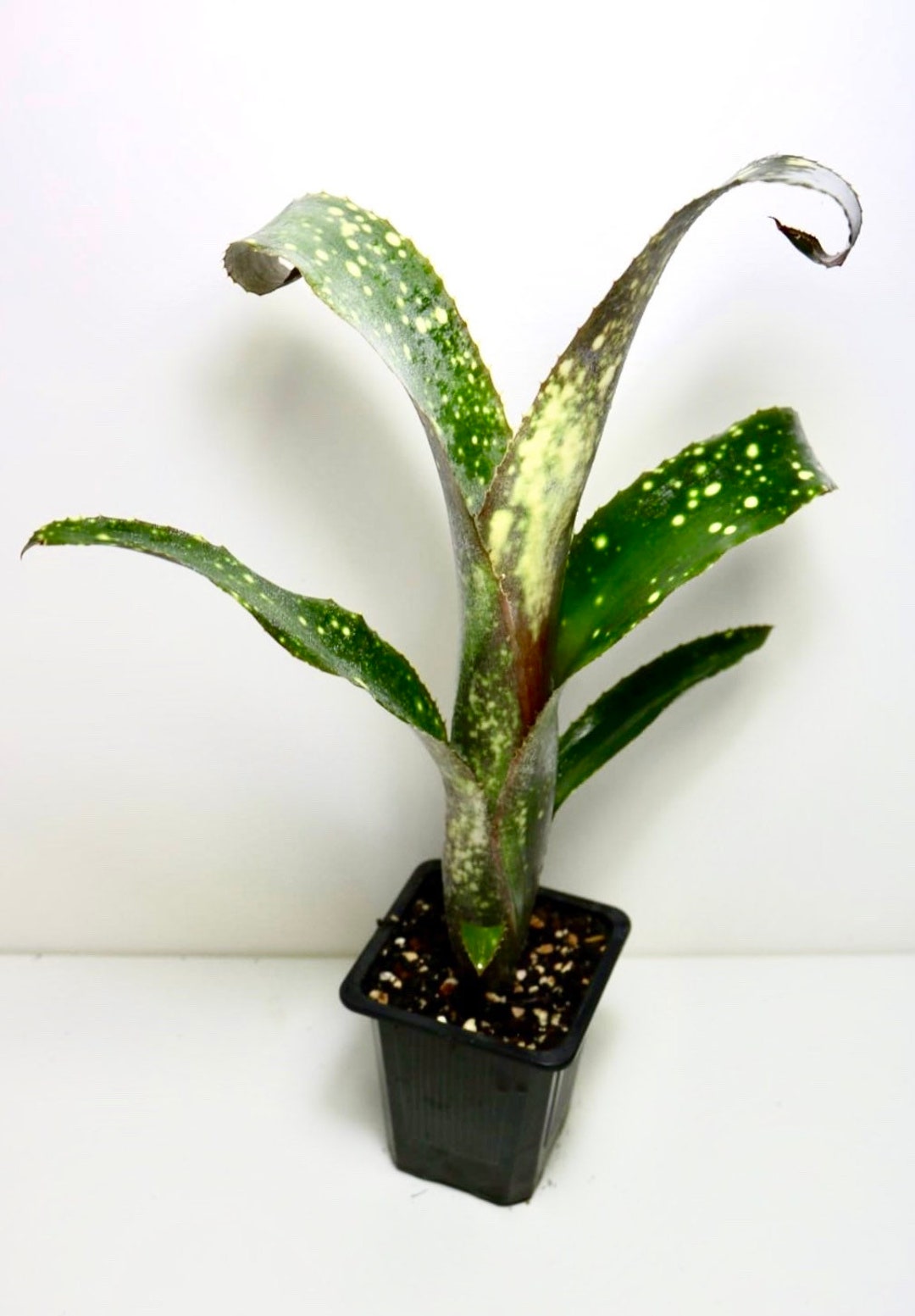 Billbergia ‘C'est Bon’ Guide Complet pour la Culture et l'Entretien de la Billbergia