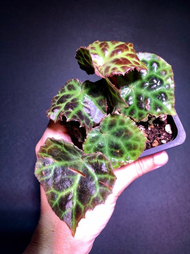 専用❣️Begonia rajah ほか計5点同梱❣️原種ベゴニア 専用❣️Begonia rajah ほか計5点同梱❣️原種ベゴニア Begonia Rajah