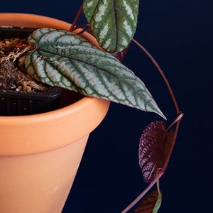 Könnte beinhalten: Eine Zimmerpflanze mit grünen und silbernen Blättern, die in einem Terrakotta-Topf wächst. Die Pflanze hat dünne, rotbraune Stängel.