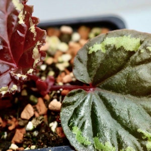 Begonia ignita image 2