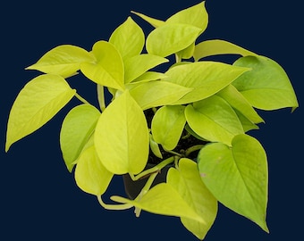 Epipremnum Neon