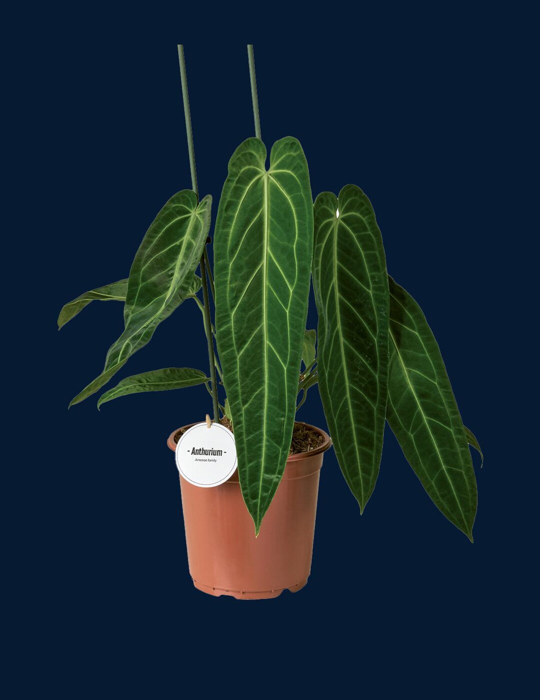 Anthurium Warocqueanum XL - Etsy Canada