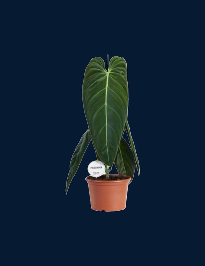 philodendron family Philodendron esmeraldense – Foliage Factory