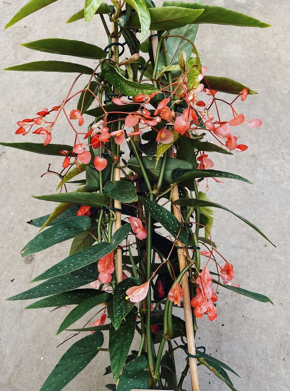 Begonia coralinna x albopicta Tamaya XL - Etsy España