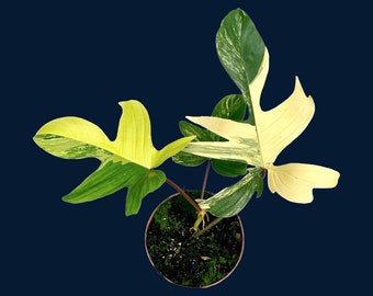 Philodendron florida beauty