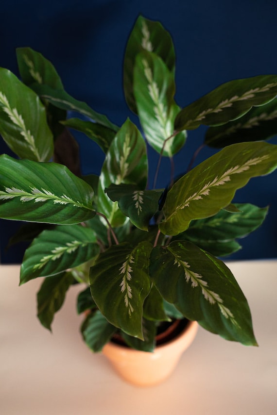 Calathea Maui Queen - Etsy Hong Kong