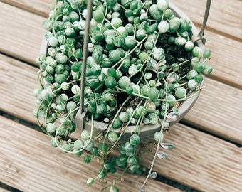 Senecio rowleyanus variegata (String of pearls)