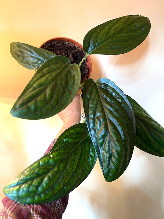 Monstera Sp. Per karstenianum / Epipremnum Pinnatum marble Planet -  Etsy