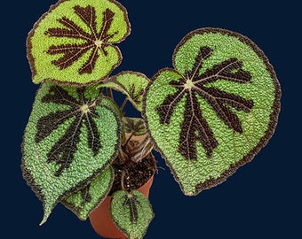 Begonia masoniana XL
