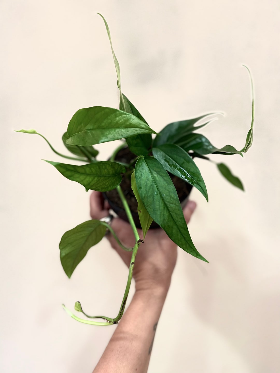 Epipremnum Pinnatum blue Form - Etsy