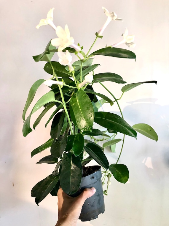 rose variegata di bologna erfahrung Variegata Di Bologna