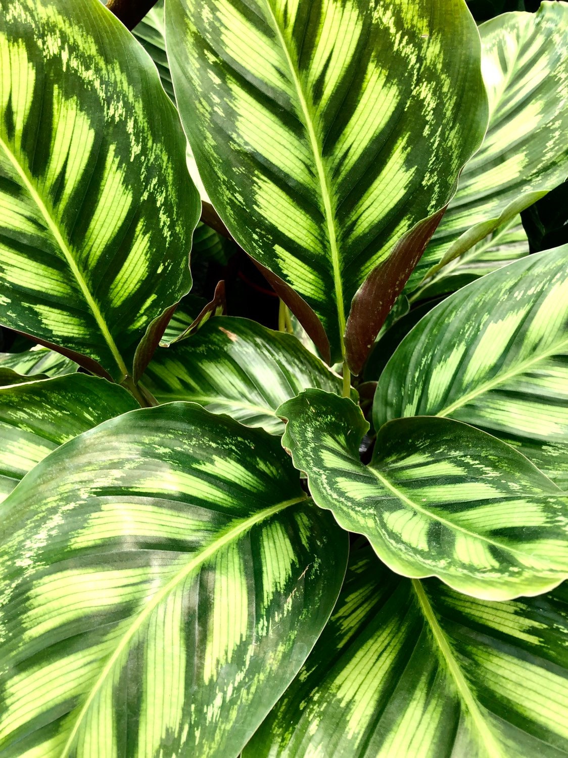 calathea roseopicta dottie Calathea Roseopicta 'dottie' – Plant Studio