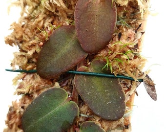 Marcgravia sp. mindo