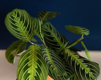 Maranta lemon lime