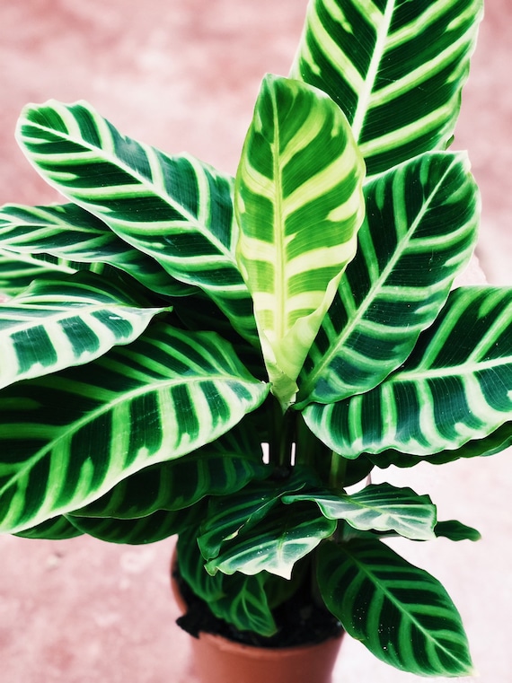 Calathea Zebrina - Etsy sterreich