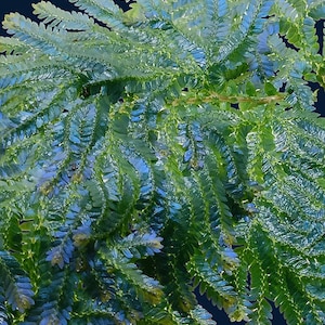 Selaginella willdenowii image 4