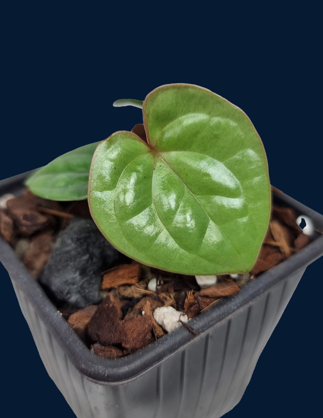 Anthurium Luxurians - Etsy Israel
