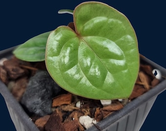 Anthurium luxurians