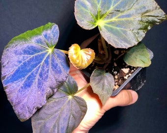 Begonia pavonina