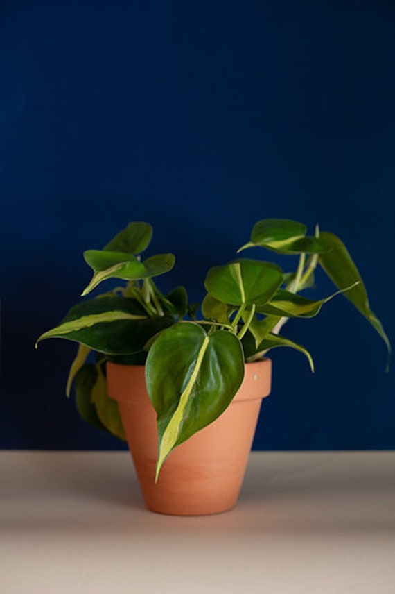 pepper plants Easy to Grow Bulbs Pepper Hot Red Cayenne Seed
