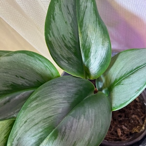 Scindapsus treubii “moonlight”