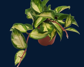 Hoya carnosa “Tricolor” L