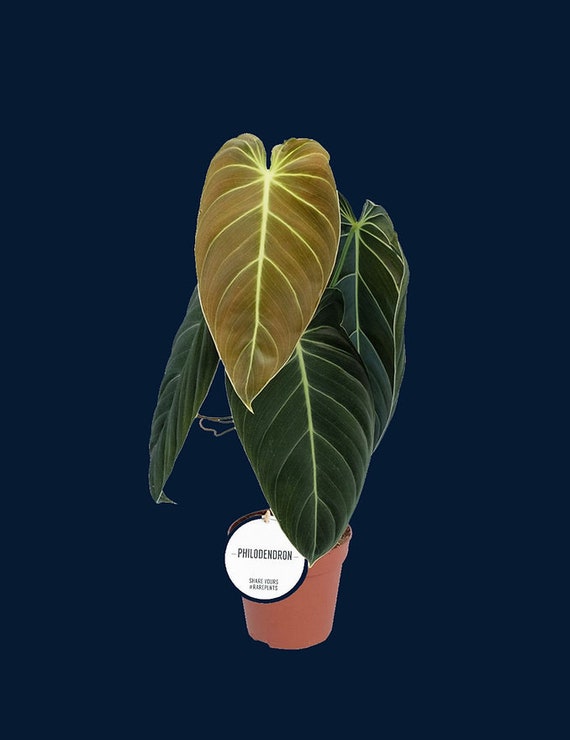 Philodendron Melanochrysum - Etsy