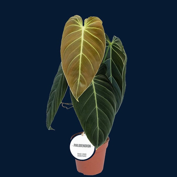 Philodendron melanochrysum