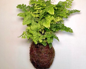 Kokedama Maidenhair Fern