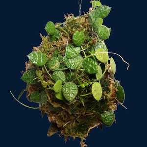 Dischidia hirsuta image 1