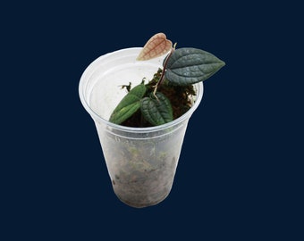 Anthurium Nanum - Etsy Australia