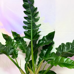 Philodendron “Narrow” XL