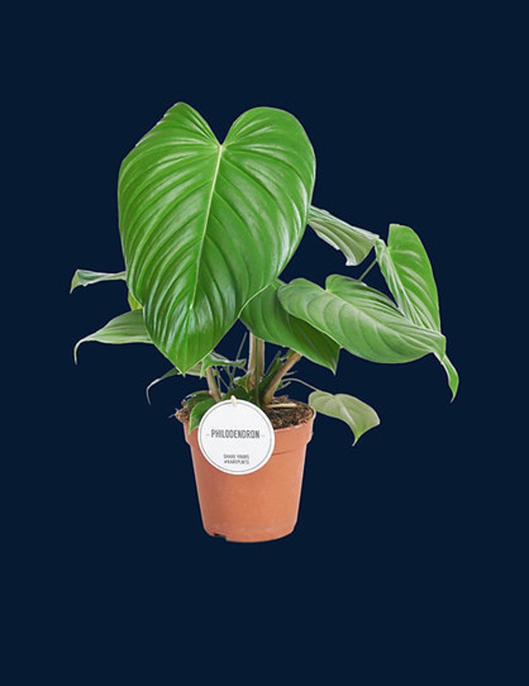 monstera minima cura Philodendron Mini Monstera Minima main image 0