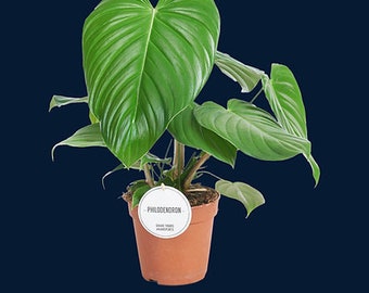 Philodendron grandipes