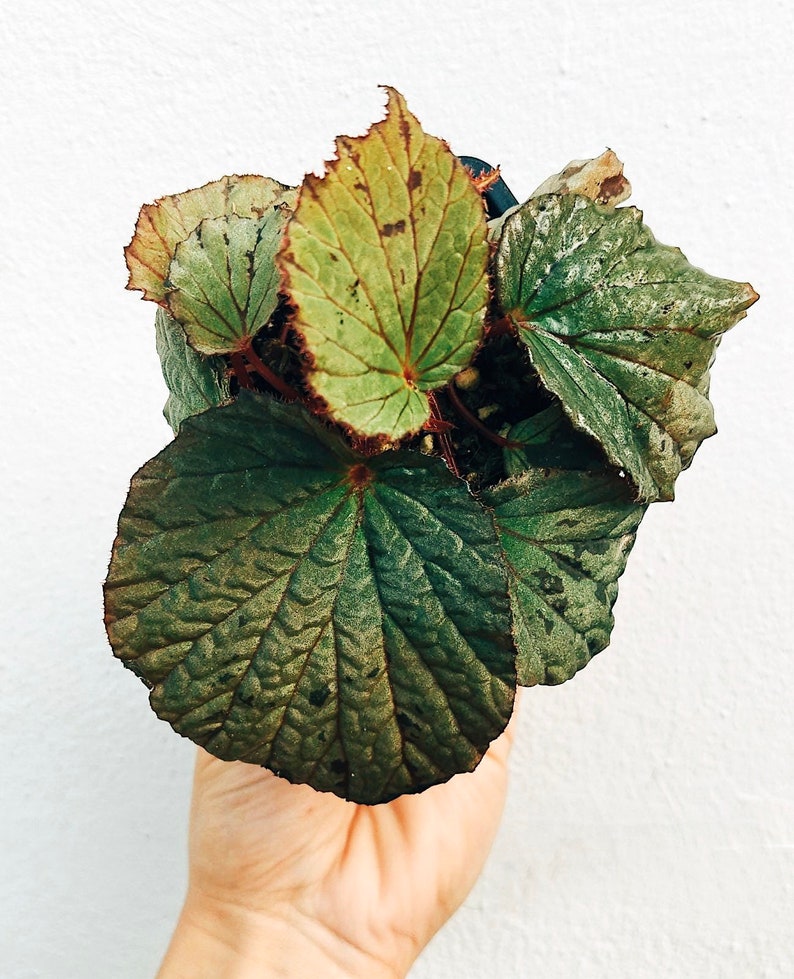 Begonia aff. holosericeoides image 3