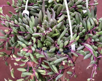 Senecio "ruby necklace"