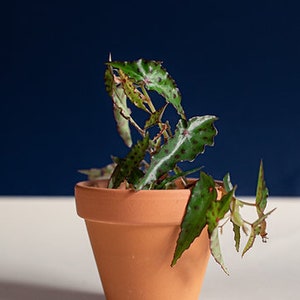 Begonia amphioxux