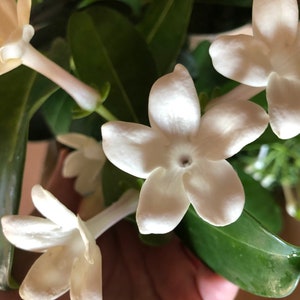 Stephanotis floribunda image 3