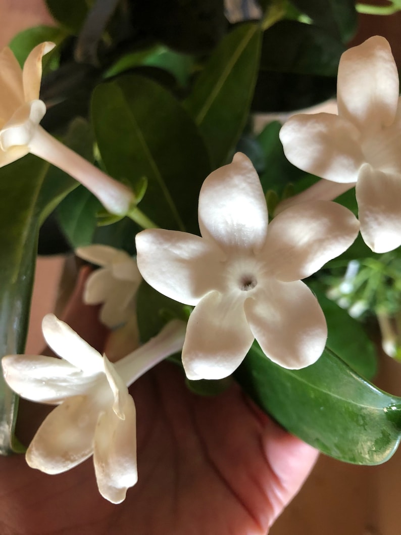 Stephanotis floribunda image 3