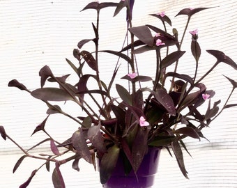 Tradescantia Purpuria