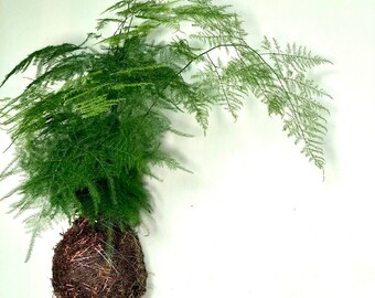Kokedama Asparagus Fern Setaceus