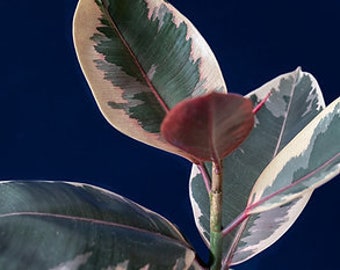 Ficus elástica ruby