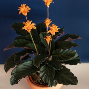 Calathea Crocata