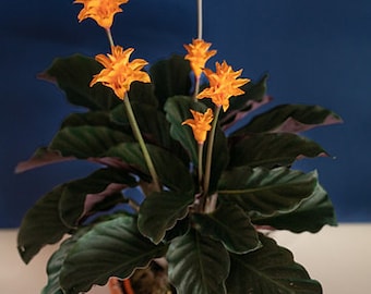 efeutute zu lang Epipremnum Aureum