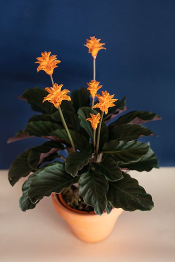 calatheas watering Calathea Medallion