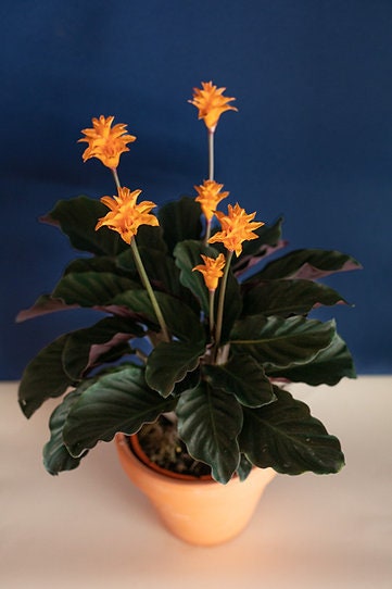 Calathea Crocata - Etsy