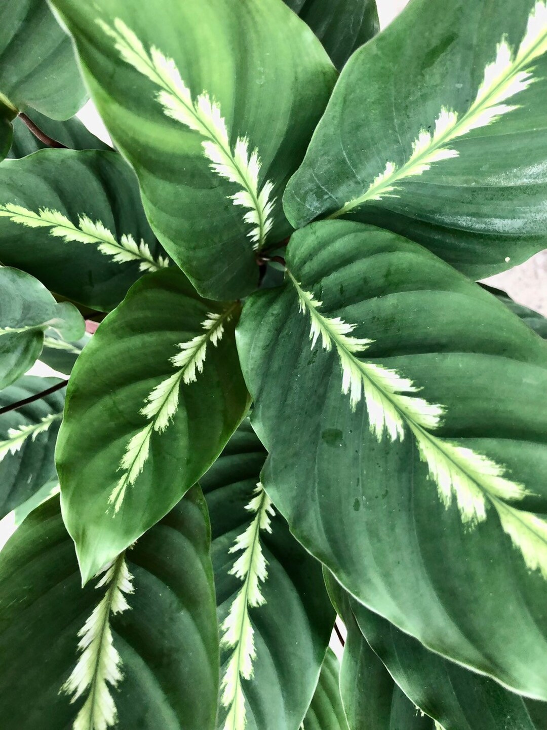 Calathea Maui Queen - Etsy