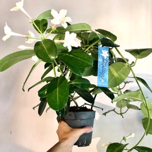 Stephanotis floribunda image 1