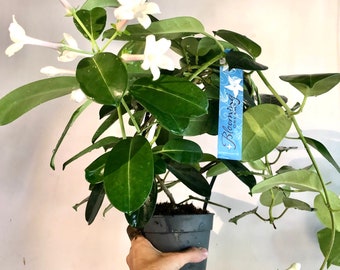 Stephanotis floribunda