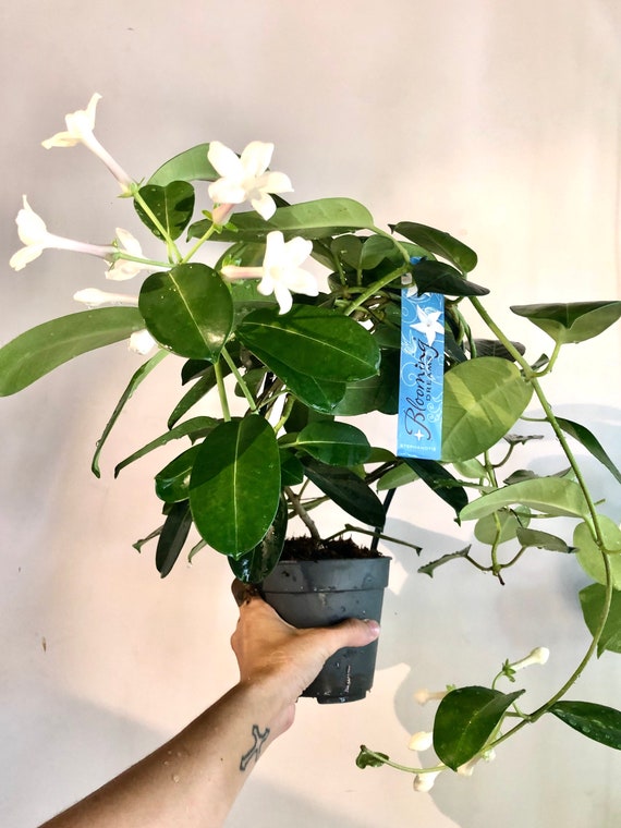 Stephanotis Floribunda - Etsy